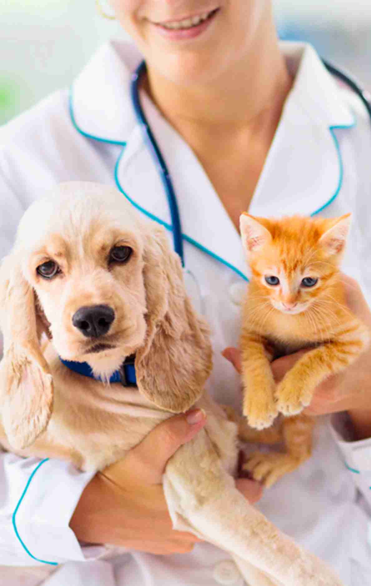 doctor care dog with cat