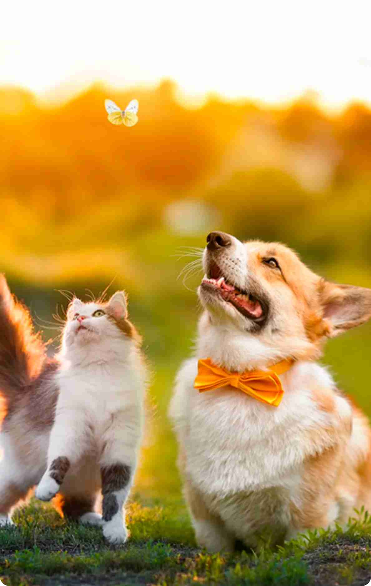 dogs-with-cats